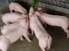 富港猪场常年供应苗猪