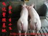 江苏飞达苗猪养殖场提供今日猪市行情信息网